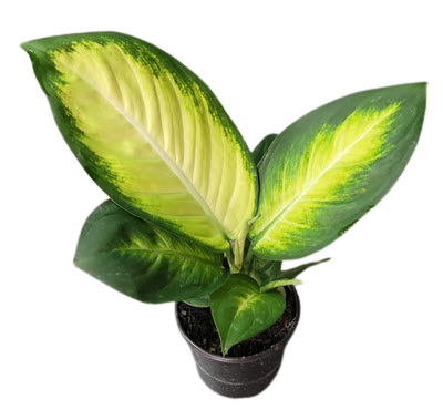 Tropic Marianne